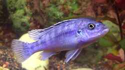 Likoma Männchen (Melanochromis Exasperatus)