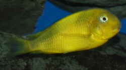 Kiriza Yellow