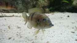 Gnathochromis permaxilaris