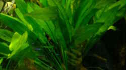 Pflanzen im Aquarium Becken 6357