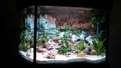 Aquarium Becken 643