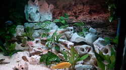 Dekoration im Aquarium Becken 643
