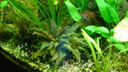 Pflanzen im Aquarium Becken 6962