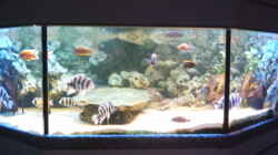 Aquarium Becken 705