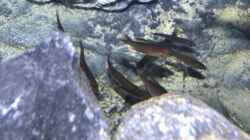 juvenile Cyprichromis microlepidotus ´Bulu Point´