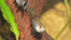Rotaugen-Moenkhausia (Moenkhausia sanctaefilomenae)