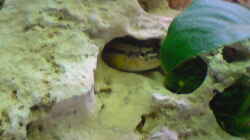 kleine Melanochromis Auratus Frau