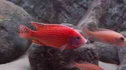 Aulonocara spec. firefish