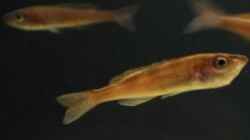 Cyprichromis leptosoma utinta Weibchen mit vollem Maul