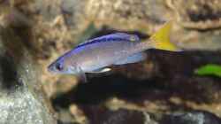Cyprichromis Leptosoma - Bock (Gelbschwanz), 29.04.09