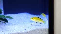 Gelber Labidochromis 1