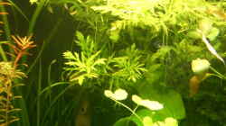 Pflanzen im Aquarium Becken 8894