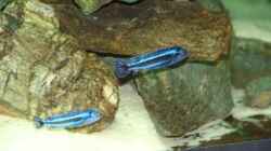 Melanochromis cyaneorhabdos Männchen und Weibchen