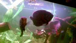 Besatz im Aquarium Becken 9144