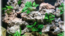Pflanzen im Aquarium Becken 924