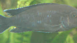 Melanochromis Interruptus (?) m (Melanin - Anti-Albino)