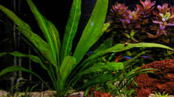 Pflanzen im Aquarium Becken 9474