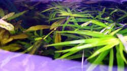 Pflanzen im Aquarium Becken 9592