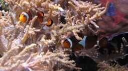 Artentafel Falscher Clownfisch (Amphiprion ocellaris)