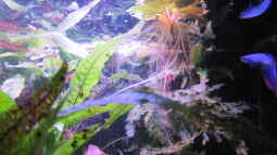 Südamerikanischer Froschbiss-Limnobium laevigatum