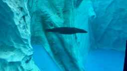 Sealife Aquarium am Gardasee in Italien