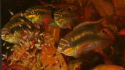 Pelvicachromis - die Arten von Nigeria bis Kongo
