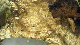 Das Seemandelbaumblatt