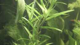 Foto mit Trugkölbchen - Heteranthera zosterifolia 