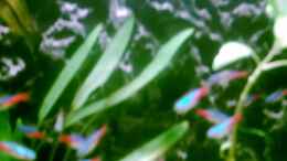 Foto mit Neons + Schmetterlingsbuntbarsche 