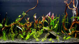 aquarium-von-angelfish-becken-10061_vom ersten Tag..