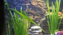 aquarium-von-florian-bandhauer-the-first-tank-with-malawis_Die Linke Seite des Beckens ziemlich weit oben wird der Sonn