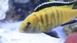 Foto mit Labidochromis Caerelus Yellow Bock 13.10.08(Dekoration im Hintergrund