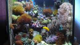 aquarium-von-mario-kustor-becken-10663_Becken von 24.12.08