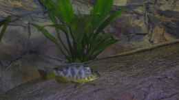 Foto mit Nimbochromis venustus Weib