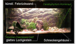 aquarium-von-dirk-a--wolters-becken-108_