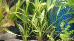 Foto mit Zwergschwertpflanze - Echinodorus, quadricostatus