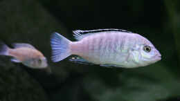 Foto mit  Labidochromis caeruleus white