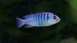 Foto mit Labidochromis Chisumulae, m