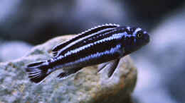 Foto mit Melanochromis cyaneorhabdos, m