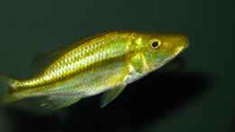 Foto mit dimidiochromis compressiceps chizumulu
