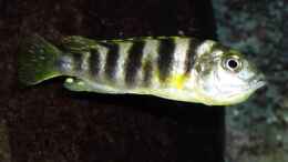 Foto mit Labidochromis Perlmutt (female) mit vollem Maul