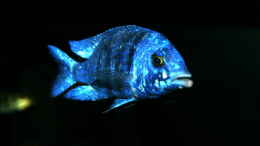 Foto mit Placidochromis sp. phenochilus tanzania male