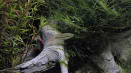 Foto mit Trichopsis vor Taiwan-Moos und Rotala