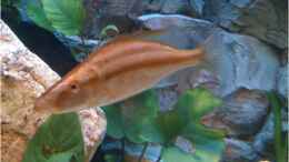 Foto mit Dimidiochromis Compressiceps Weibchen