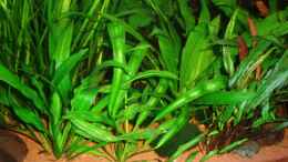Foto mit Echinodorus Martii (Leopoldina Schwertpflanze) u. Echinodorus