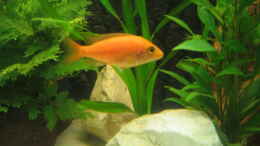 Foto mit Aulonocara Firefish red, Weibchen