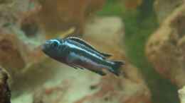 Foto mit Kobaltorangebarsch-Melanochromis johannii