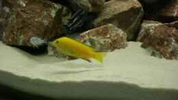 Foto mit Labidochromis caeruleus Yellow