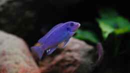 Foto mit Kleines (7cm) Callainos Bright Blue Weibchen