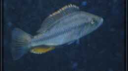 Foto mit Dimidiochromis compressiceps